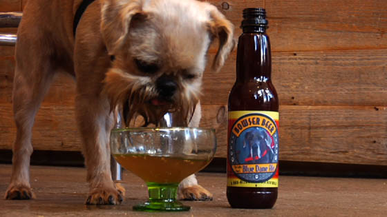 beer for dogs