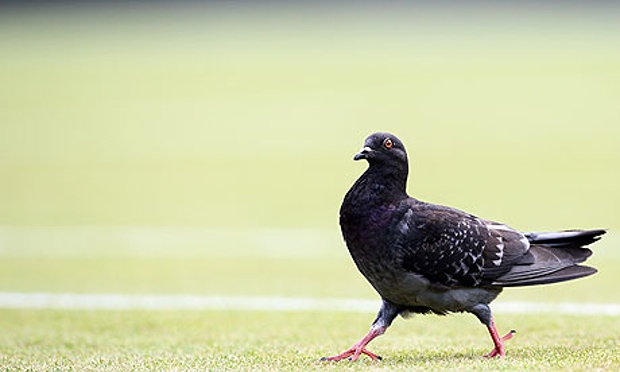 Wimbledon pigeon
