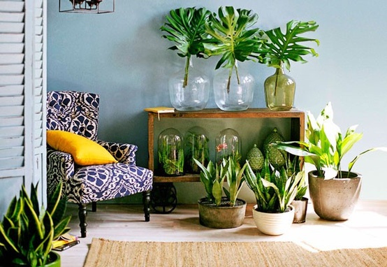 plants home decor