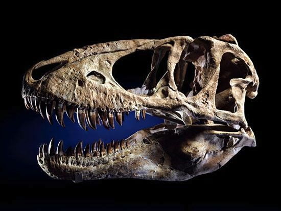 Nicholas Cage’s Dinosaur Skull