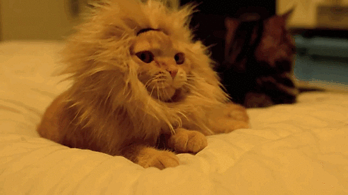 lion-cat.gif